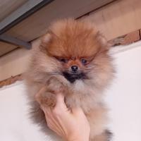 Spitz nano