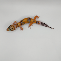 Geco leopardino