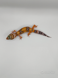 Geco leopardino