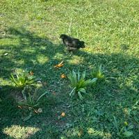 Pulcinotti marans
