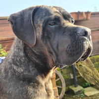 Cane corso per monta