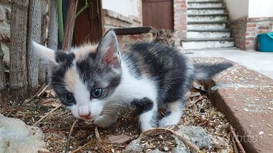 Gattini