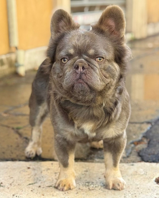 Monta bulldog francese lilac tan fluffy bs