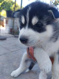 Cucciolata Siberian Husky