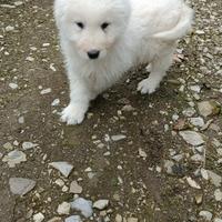 Cucciolo maschio maremmano abruzzese