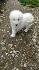 Cucciolo maschio maremmano abruzzese