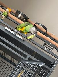 Pappagallo del Senegal