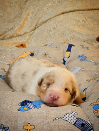 Cucciolo maschio pastore australiano pedigree