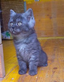 British shorthair