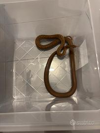 Coppia Boaedon Dhet blu eyed albino