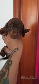 Bassotti Choco e neri focati con pedigree