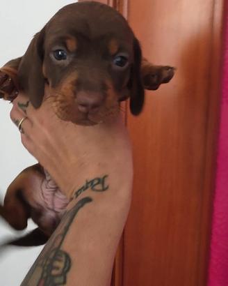 Bassotti Choco e neri focati con pedigree