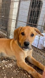 Adotta cucciolo -meticcio-
