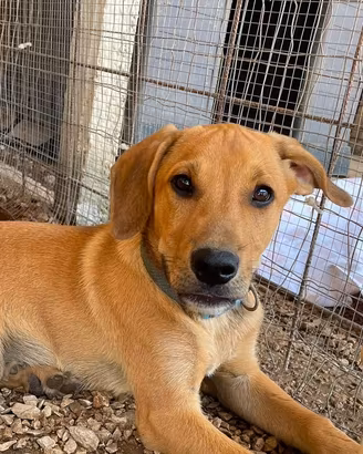 Adotta cucciolo -meticcio-