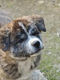 Cucciola di Akita Tigrata