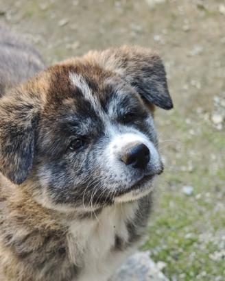 Cucciola di Akita Tigrata