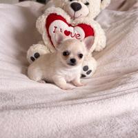 Cucciolo chihuahua mini