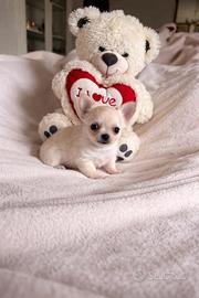 Cucciolo chihuahua mini