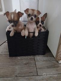 Chihuahua taglia mosca Toy