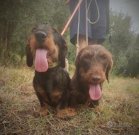 Cuccioli maschi bassotto nano a pelo duro