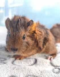 Cavie cucciole