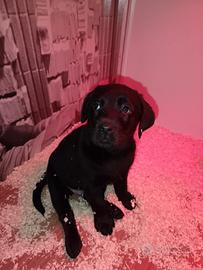 Maschio nero Labrador Retriever