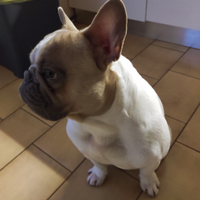 Disponibile per accoppiamento