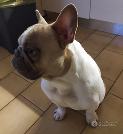 Disponibile per accoppiamento