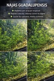 Najas Guadalupensis , pianta acquario 