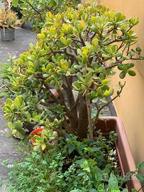Crassula ovata grande 70 cm - Milano Porta Venezia