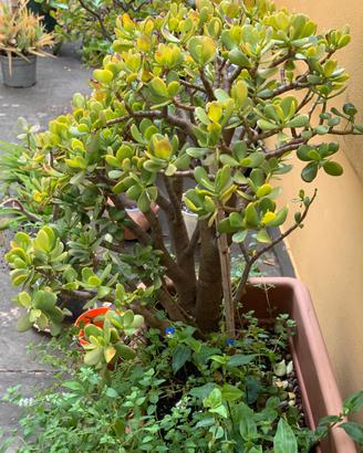 Crassula ovata grande 70 cm - Milano Porta Venezia
