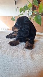 Cocker Spaniel Inglese Nuovi Cuccioli