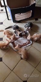 Regaloo Gattinii
