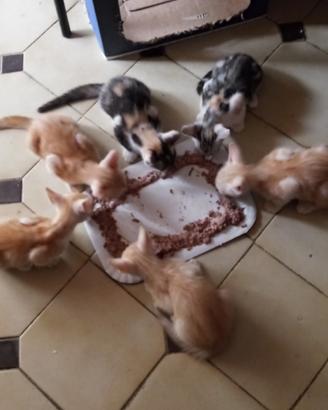 Regaloo Gattinii