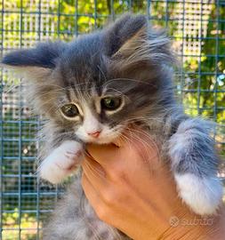 Cucciolo di gatto siberiano ipoallergico ANFI