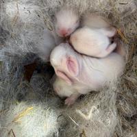 Coniglietti nani da compagnia