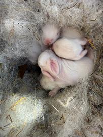 Coniglietti nani da compagnia