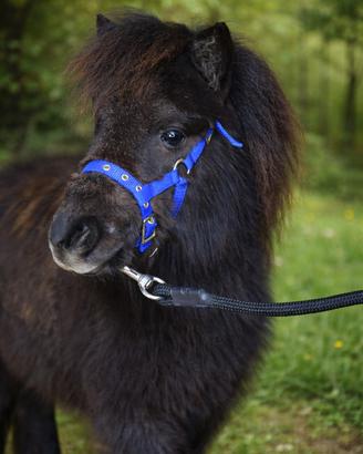 Splendido ultimo mini pony