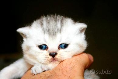 British Shorthair gattini Pelo Corto con pedigree