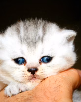 British Shorthair gattini Pelo Corto con pedigree