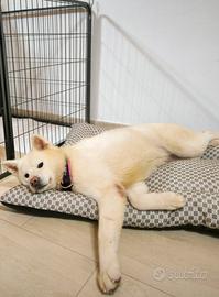 Akita inu bianca giovane