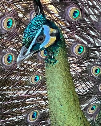 Pavoni pavo muticus