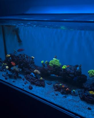 Roccia viva acquario marino