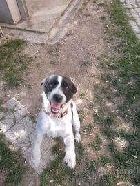 Cuccioli di braco bordercolie addestrati