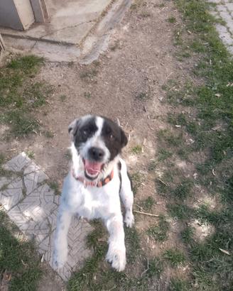 Cuccioli di braco bordercolie addestrati
