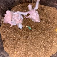 Pappagallo arlecchino