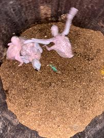 Pappagallo arlecchino