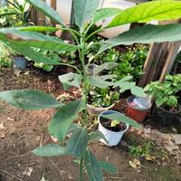 pianta Avocado 