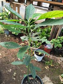 pianta Avocado 
