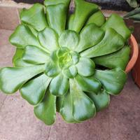 Pianta Di Aeonium SENZA VASO